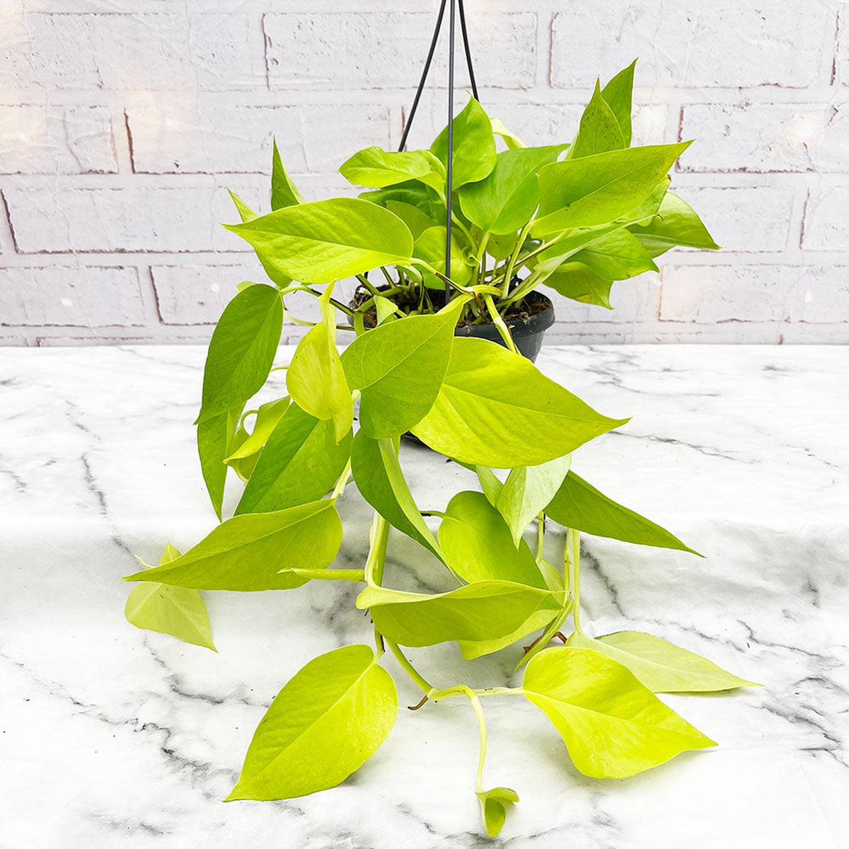 20 - 30cm Golden Pothos Epipremnum in Hanging 15cm Pot House Plant