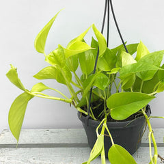 20 - 30cm Golden Pothos Epipremnum in Hanging 15cm Pot House Plant