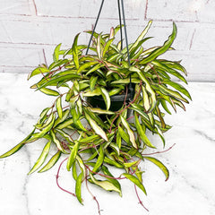 20 - 30cm Hoya Wayetti Variegated Wax House Plant in 14cm Hanging Pot House Plant