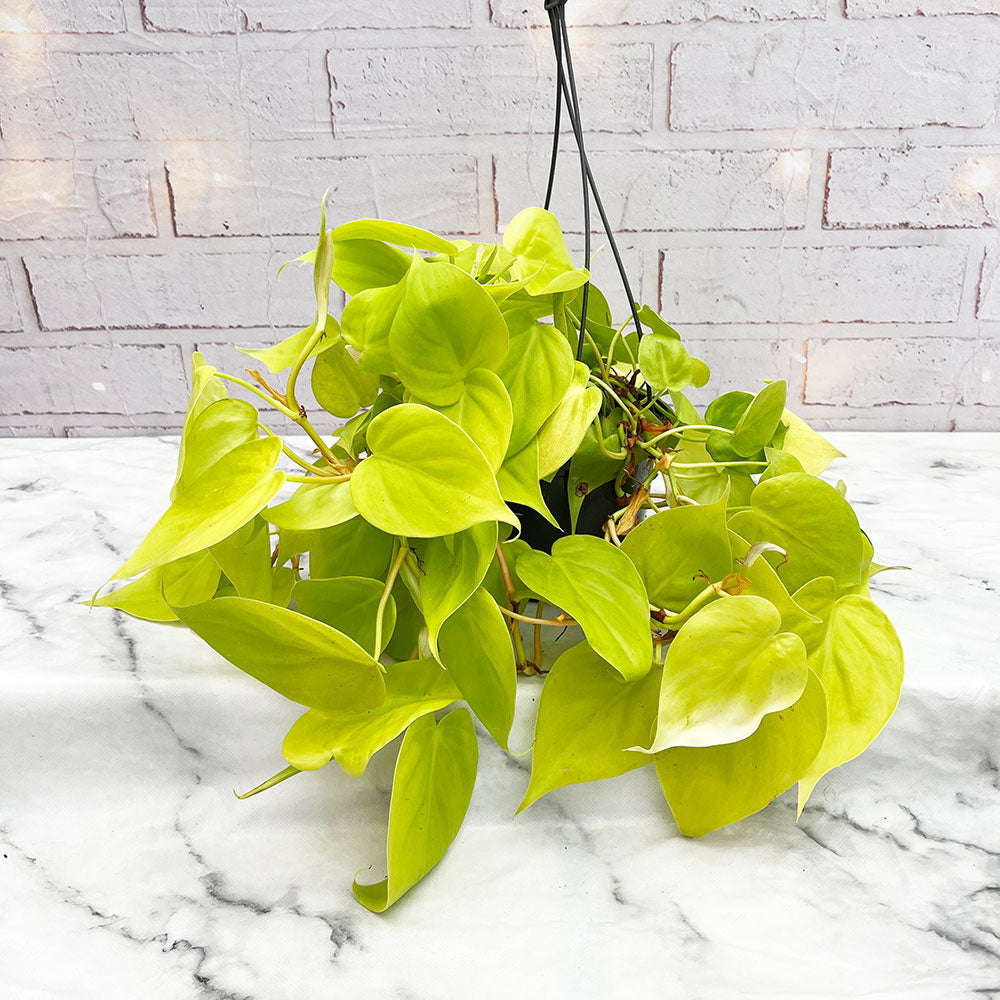 20 - 30cm Lemon Lime Philodendron Pothos in Hanging 15cm Pot House Plant