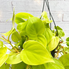 20 - 30cm Lemon Lime Philodendron Pothos in Hanging 15cm Pot House Plant