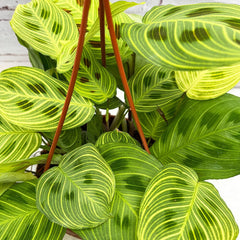 20 - 30cm Maranta Fantasy Light Veins Prayer House Plant 14cm Hanging Pot House Plant