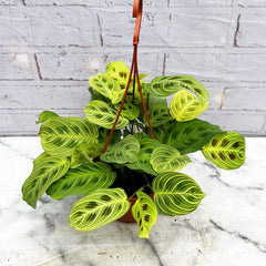 20 - 30cm Maranta Fantasy Light Veins Prayer House Plant 14cm Hanging Pot House Plant