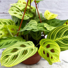 20 - 30cm Maranta Fantasy Light Veins Prayer House Plant 14cm Hanging Pot House Plant