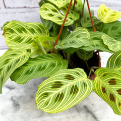 20 - 30cm Maranta Fantasy Light Veins Prayer House Plant 14cm Hanging Pot House Plant