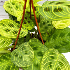 20 - 30cm Maranta Fantasy Light Veins Prayer House Plant 14cm Hanging Pot House Plant