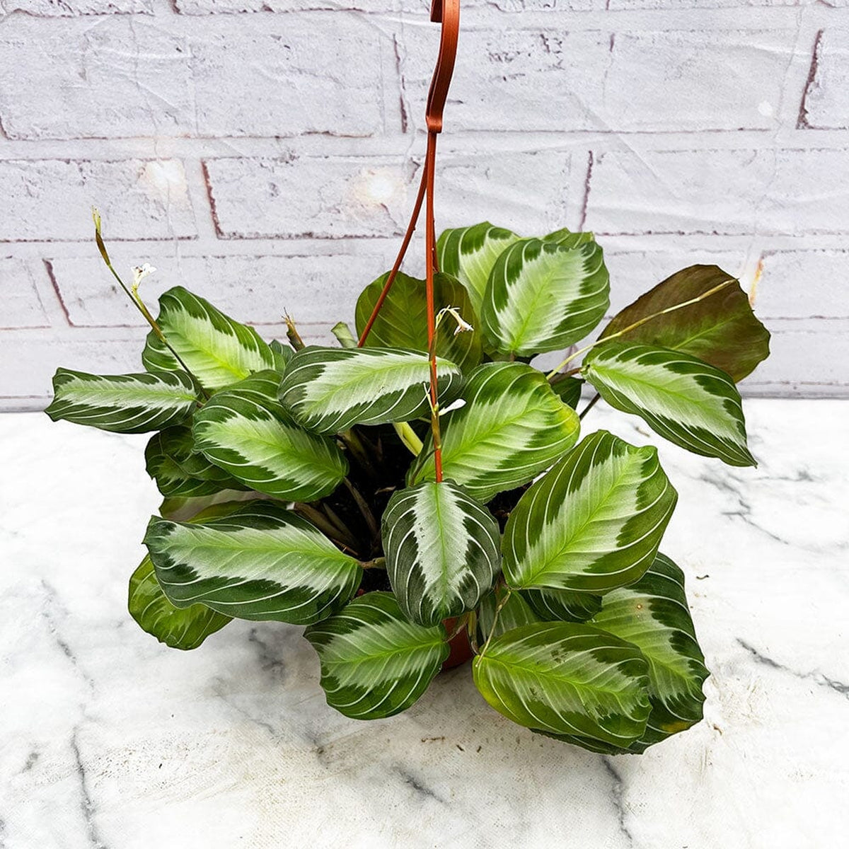 20 - 30cm Maranta Silver Band Prayer House Plant 14cm Hanging Pot House Plant