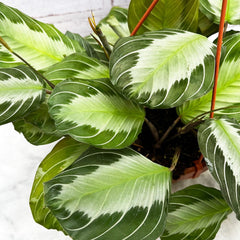 20 - 30cm Maranta Silver Band Prayer House Plant 14cm Hanging Pot House Plant