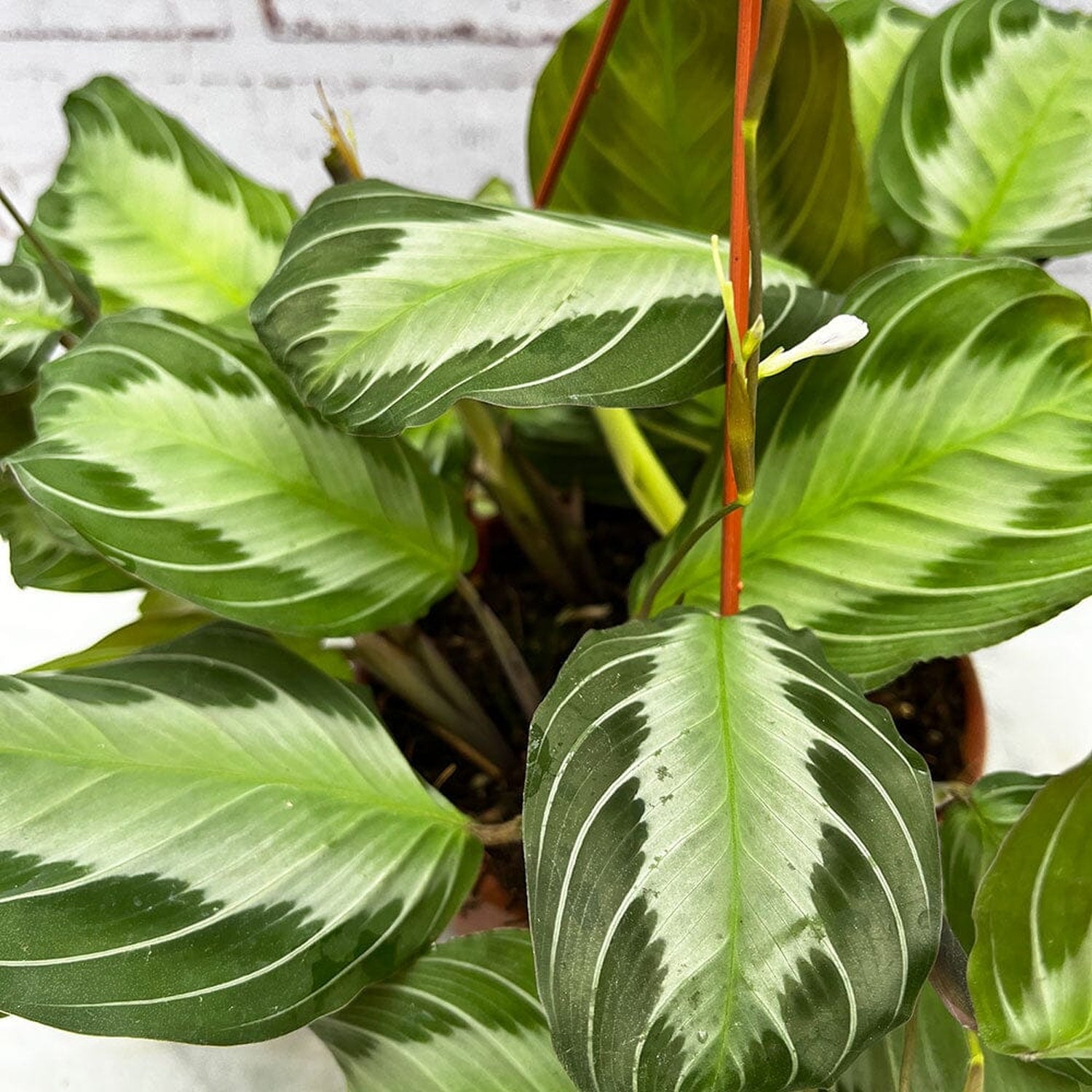 20 - 30cm Maranta Silver Band Prayer House Plant 14cm Hanging Pot House Plant