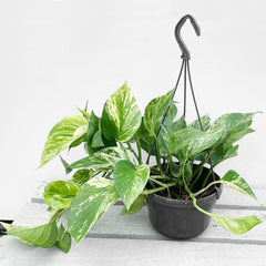 20 - 30cm Marble Queen Pothos Epipremnum in Hanging 15cm Pot House Plant