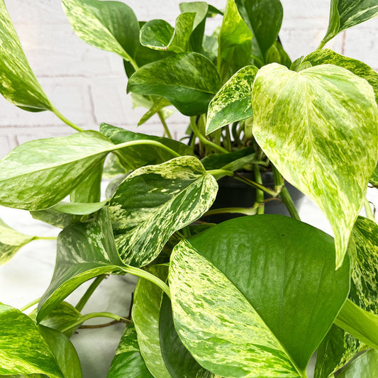 20 - 30cm Marble Queen Pothos Epipremnum in Hanging 15cm Pot House Plant