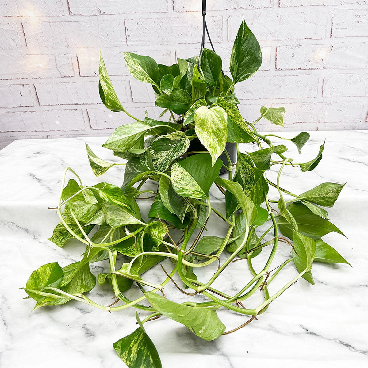 20 - 30cm Marble Queen Pothos Epipremnum in Hanging 15cm Pot House Plant