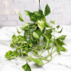 20 - 30cm Marble Queen Pothos Epipremnum in Hanging 15cm Pot House Plant