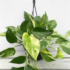 20 - 30cm Marble Queen Pothos Epipremnum in Hanging 15cm Pot House Plant