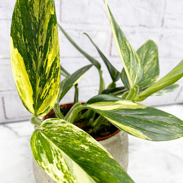 30 - 40cm Alocasia Nebula Elephant Ear 15cm Pot House Plant – Plants ...