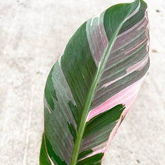 20 - 30cm Musa Pink NoNo Variegata Variegated Banana House Plant 12cm Pot House Plant