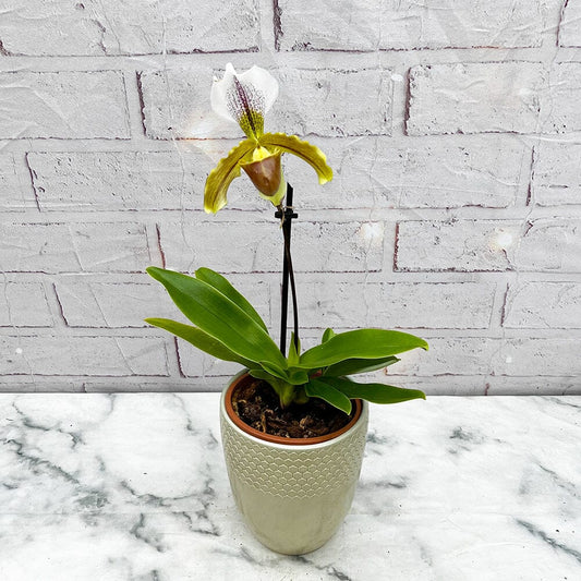 20 - 30cm Paphiopedilum Amerikanos Orchid 9cm Pot House Plant House Plant