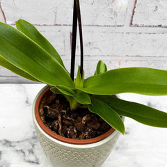 20 - 30cm Paphiopedilum Amerikanos Orchid 9cm Pot House Plant House Plant