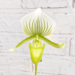 20 - 30cm Paphiopedilum × Maudiae 'Femma' Orchid 9cm Pot House Plant House Plant