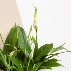 20 - 30cm Peace Lily Spathiphyllum 10.5cm Pot House Plant House Plant