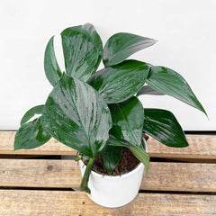 20 - 30cm Philodendron Dragon Tail 14cm Pot House Plants