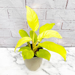 20 - 30cm Philodendron Lemon Lime 12cm Pot House Plant House Plant