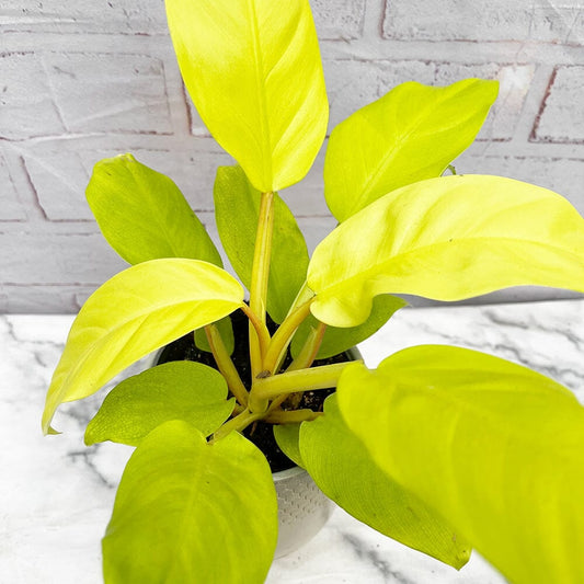 20 - 30cm Philodendron Lemon Lime 12cm Pot House Plant House Plant