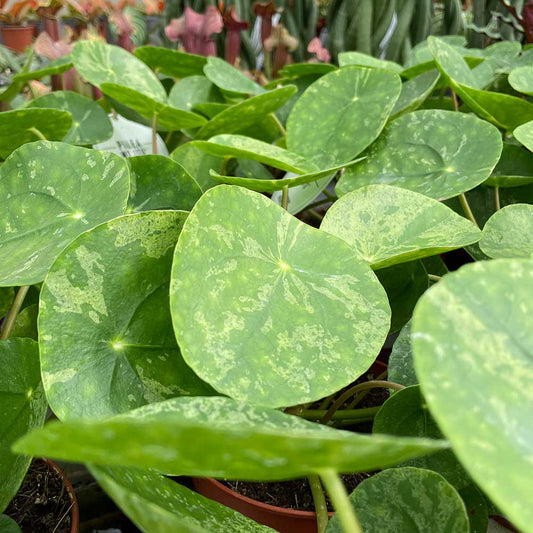 20 - 30cm Pilea Mojito Pilea Peperomioides 13cm Pot House Plant House Plant