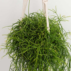 20 - 30cm Rhipsalis Baccifera in Hanging Pot 14cm Pot House Plant House Plant