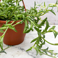 20 - 30cm Senecio Peregrinus String of Dolphins 12cm Hanging Pot House Plant House Plant