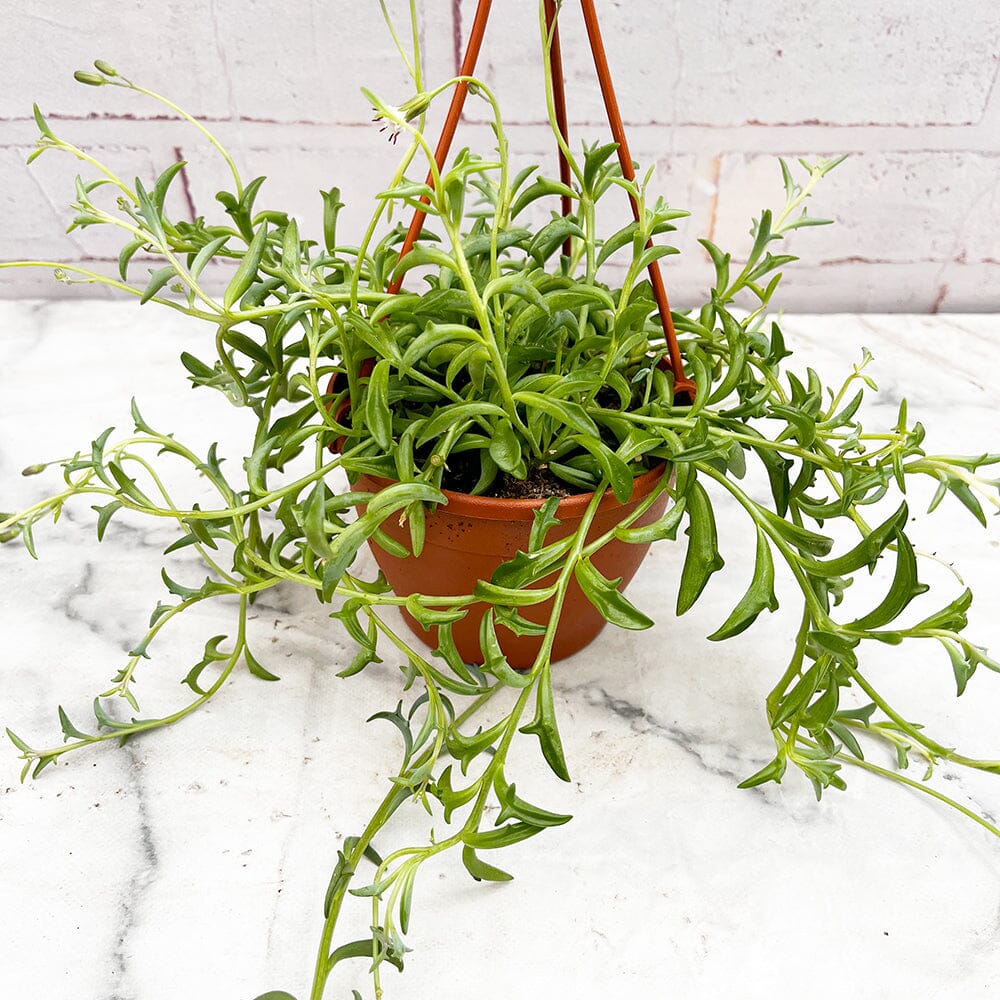 20 - 30cm Senecio Peregrinus String of Dolphins 12cm Hanging Pot House Plant House Plant