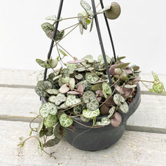 20 - 30cm String of Hearts Ceropegia Woodii in 14cm Hanging Pot Potted Houseplants