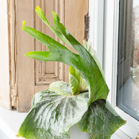 20 - 30cm Superbum Staghorn Fern Platycerium Superbum 14cm Pot House Plants