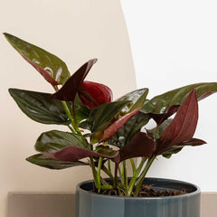 20 - 30cm Syngonium Red Arrow Arrowhead Plant 12cm Pot House Plant House Plant