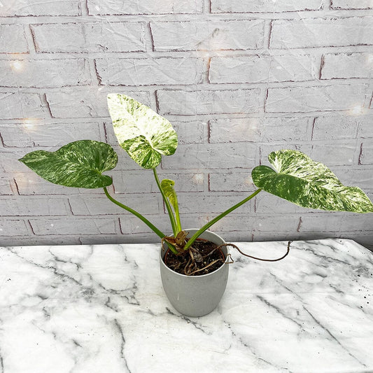 20 - 30cm Variegated Philodendron Gigantium in 15cm Pot House Plant