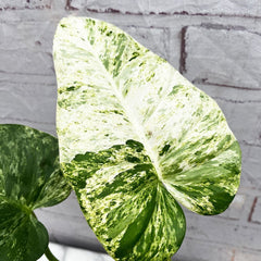 20 - 30cm Variegated Philodendron Gigantium in 15cm Pot House Plant