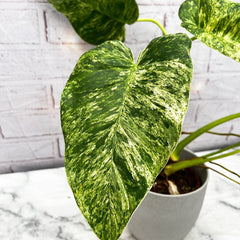 20 - 30cm Variegated Philodendron Gigantium in 15cm Pot House Plant