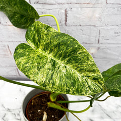 20 - 30cm Variegated Philodendron Gigantium in 15cm Pot House Plant