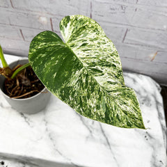 20 - 30cm Variegated Philodendron Gigantium in 15cm Pot House Plant