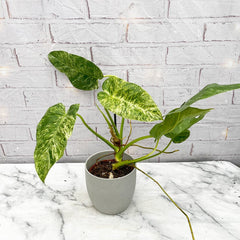 20 - 30cm Variegated Philodendron Gigantium in 15cm Pot House Plant