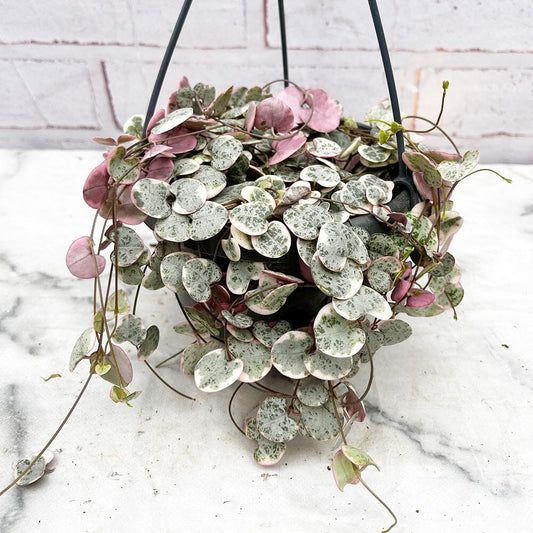 20 - 30cm Variegated String of Hearts Ceropegia Woodii in 14cm Hanging Pot House Plant
