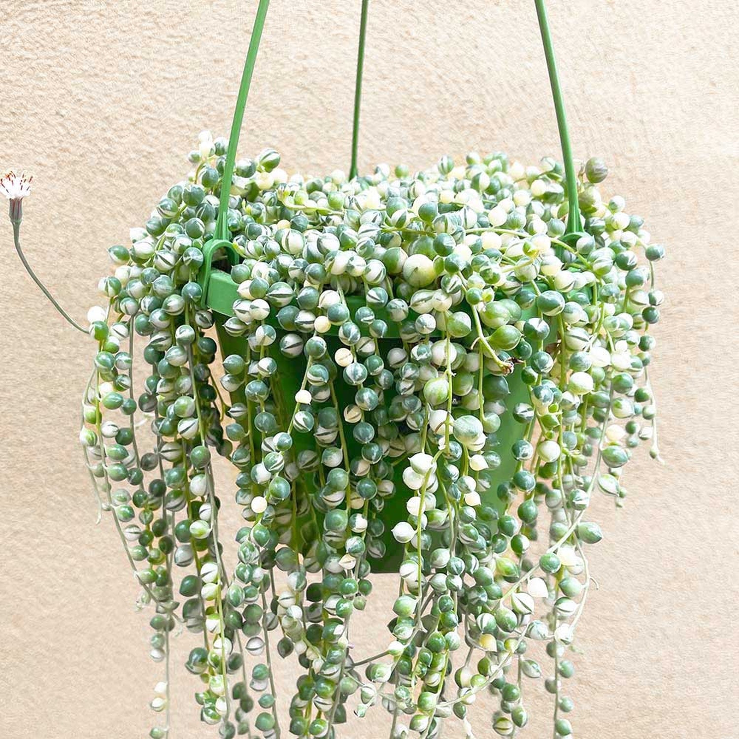 20 - 30cm Variegated String of Pearls Senecio Rowleyanus 12cm Pot House Plants