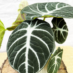 20 - 35cm Alocasia Ninja 12cm Pot House Plant House Plant