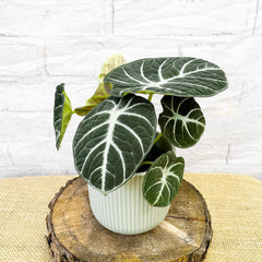 20 - 35cm Alocasia Ninja 12cm Pot House Plant House Plant