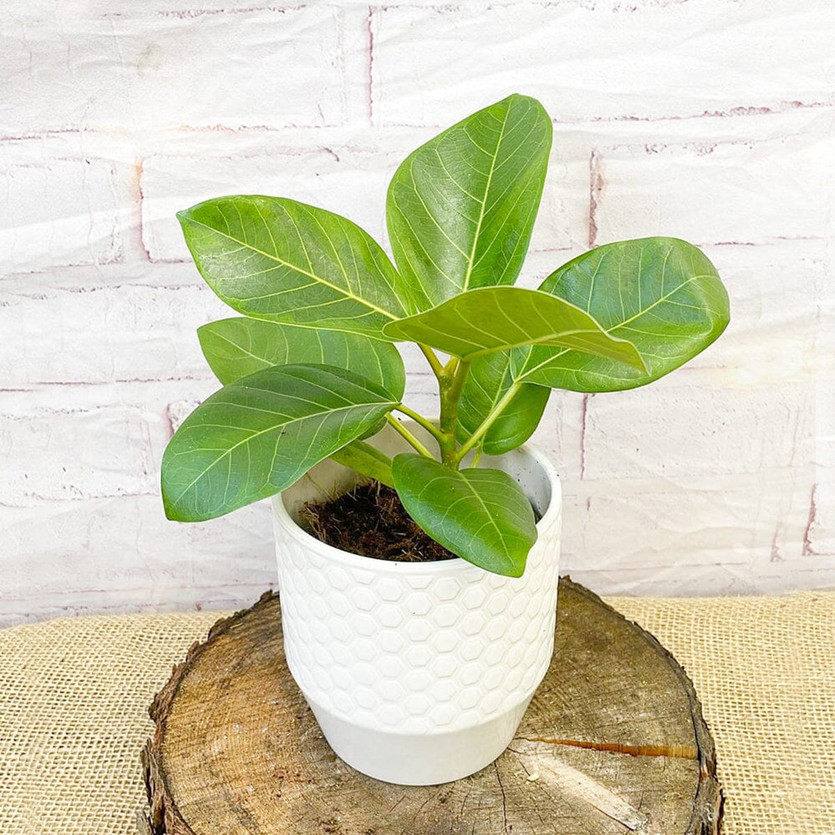 20 - 40cm Ficus Altissima Rubber Plant 11cm Pot House Plant House Plant