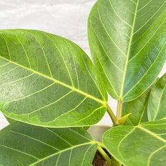 20 - 40cm Ficus Altissima Rubber Plant 11cm Pot House Plant House Plant