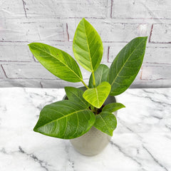 20 - 40cm Ficus Altissima Yellow Rubber Plant 10.5cm Pot House Plant House Plant