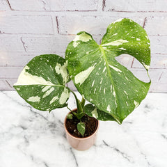 25 - 35 Monstera Thai Constellation Cheese Plant Variegated 10cm Pot House Plant