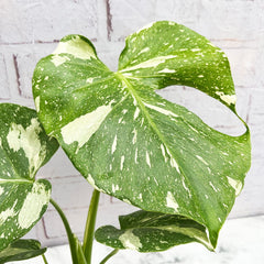 25 - 35 Monstera Thai Constellation Cheese Plant Variegated 10cm Pot House Plant