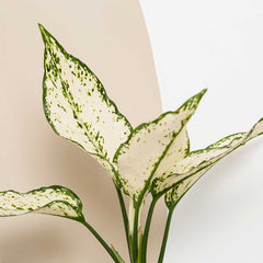 25 - 35cm Aglaonema White Chinese Evergreen 12cm Pot House Plant House Plant